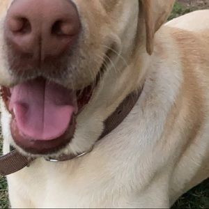 Meet your Posher, Brigette